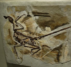microraptor_fossil