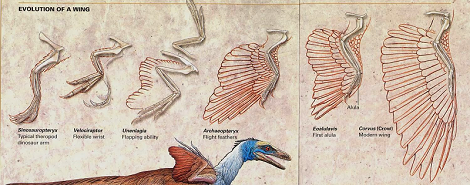 wing evolution